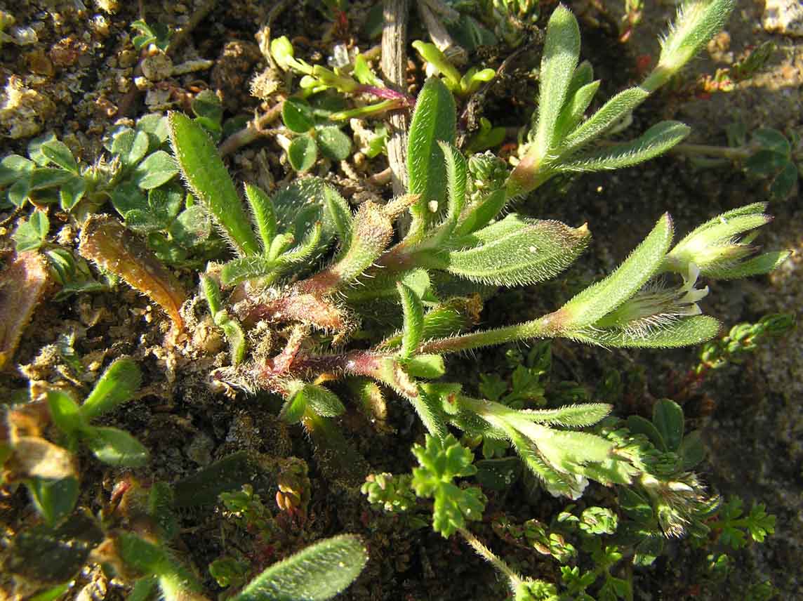 Silene gallica / Silene gallica